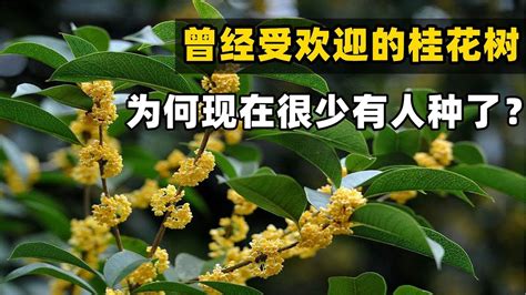 桂花樹 風水|種桂花風水：何時最旺財？